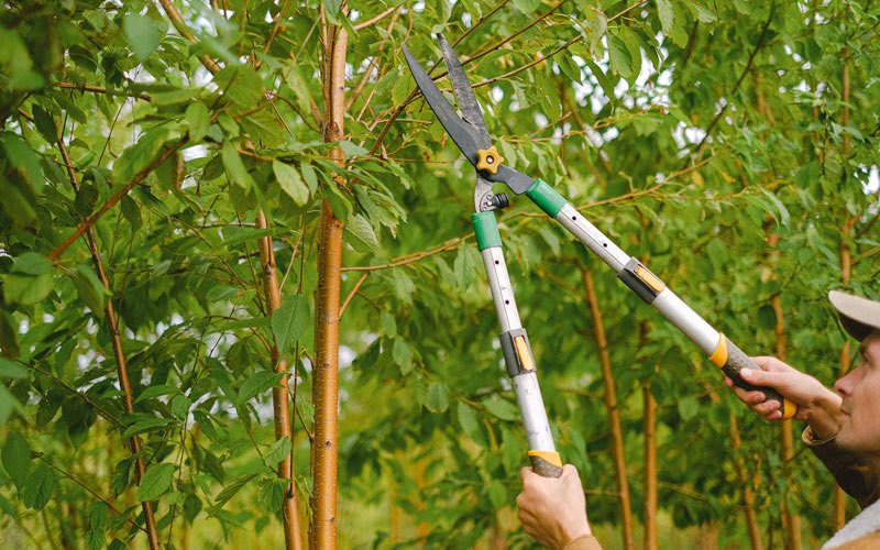 Tree trimming in Rocky Mount, MO